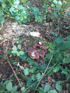 paddenstoel zoekt naar de boomstam!