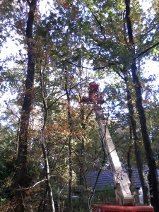 Ja hoog, ja hoog, hij zaagde hoooooog